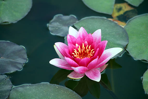 Lírio de água-de-rosa. - fotografia de stock