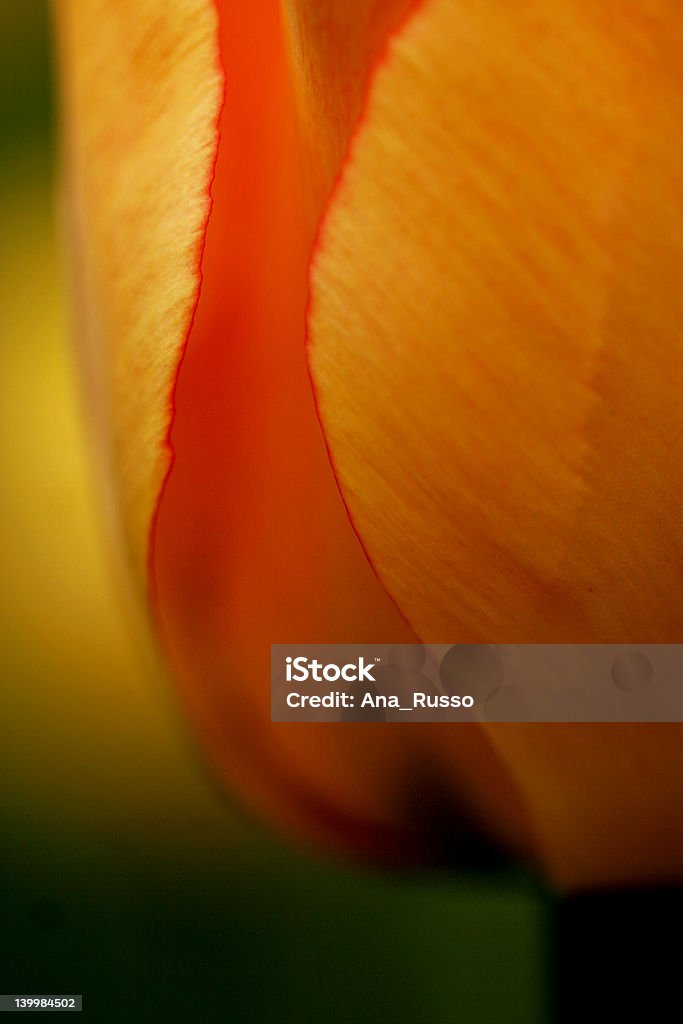 Macro, particolare - Foto stock royalty-free di Ambientazione interna