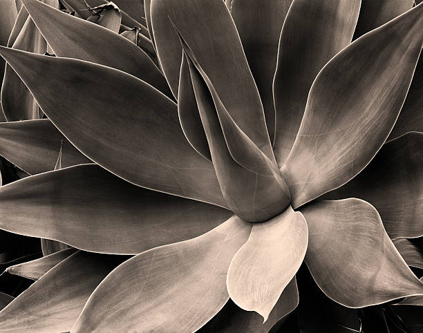 Cactus Leaves, California