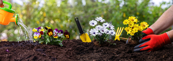 Spring gardening works panorama. Hand planting fresh yellow and white color daisies. Garden tools and flower plants on soft soil, close up panoramic view.