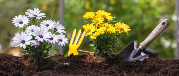 istock Garden tool and daisy flower plant on soft soil, close up. Spring Gardening work 1399846331