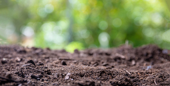 Soil close up, blur green nature background. Dark brown fertile dry dirt, fresh organic natural ground. Agriculture, farm cultivate and garden work template.