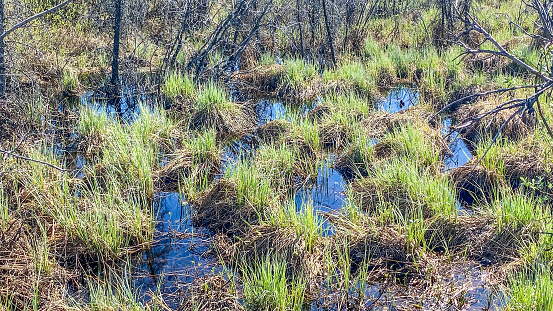 The marsh waters of Alaska during spring melt.