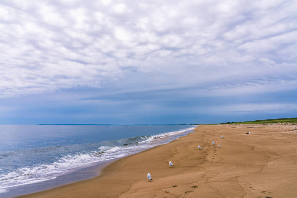 a  view of the wild ocean beach of plum island on the northeast coast of massachusetts. a place for nesting birds. - plum imagens e fotografias de stock