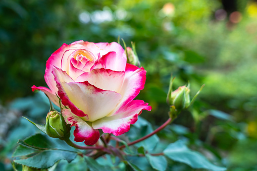 A two-tone rose bud with white petals blushing at the edges, close-up in the garden on a blurry background