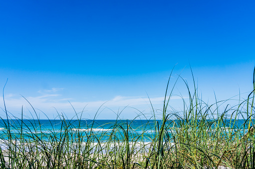 View of the Atlantic Ocean and blue sky through  American Beachgrass in Florida