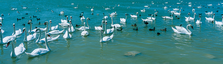 Panorama of a swan flock. White swans and gray chicks feed in a small freshwater pond
