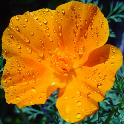 Closeup of flowers against a defocused background with blurry lights and copy space. Beautiful floral background with highlights, autumn background or spring background.