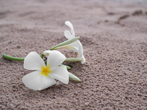 Beautiful flowers on sand beach background