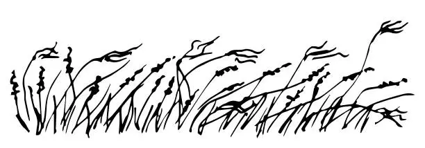 Vector illustration of Simple black outline vector drawing. Wild steppe feather grass, pampas and inflorescences, dry plants of the prairie and desert. Nature and landscape. Sketch in ink.