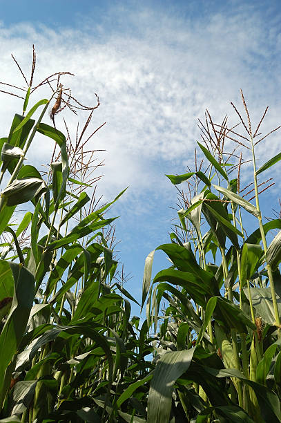 Corn Field stock photo