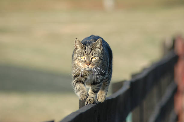 Working Barn Cat stock photo