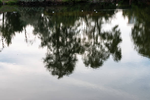 Bare trees on a foggy day reflected in still water at Langford Lakes Nature Reserve in Wiltshire