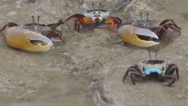 Fiddler crabs, Ghost crabs