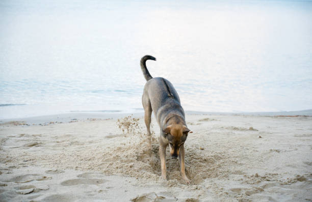 Dog digs sand at the beach.