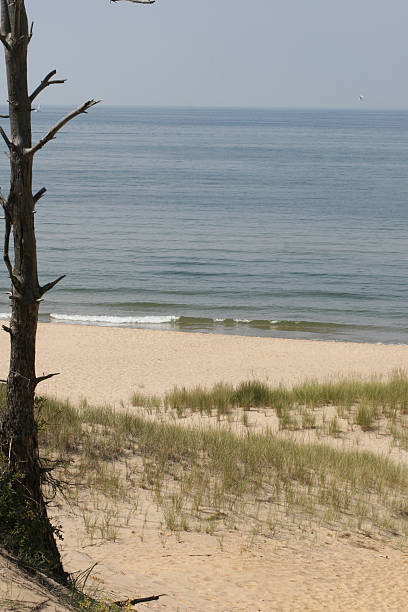 Lake Beach Framed With Dead Tree stock photo