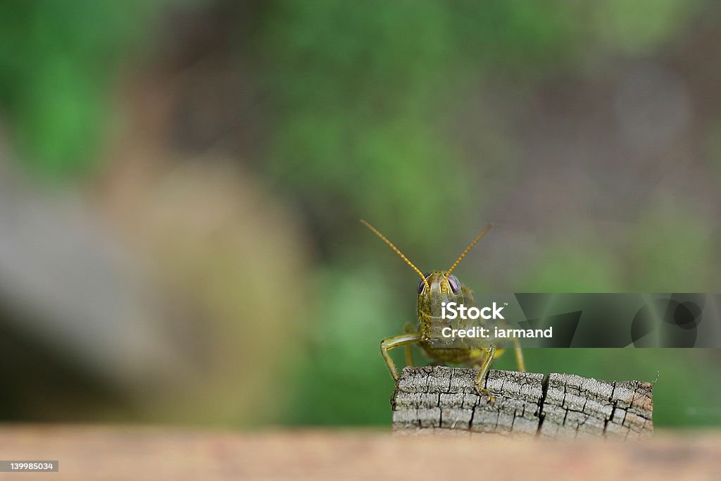 Saltamontes posando - Foto de stock de Aire libre libre de derechos