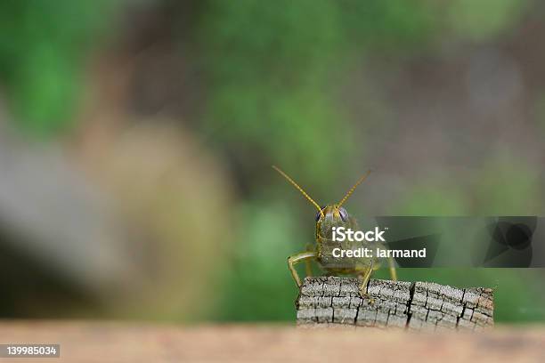 Saltamontes Posando Foto de stock y más banco de imágenes de Aire libre - Aire libre, Animal, Campo - Tierra cultivada