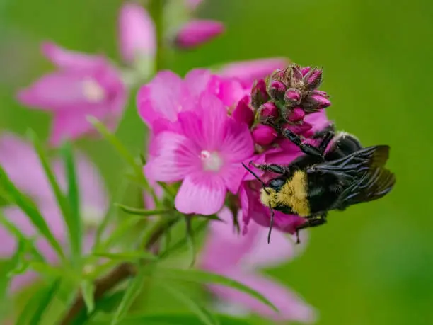 Photo of Bumble Bee Feeding on Pink Wildflower Oregon Bombus