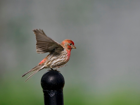 A male house finch (Haemorhous mexicanus) perched on a black metal post in the Willamette Valley of Oregon. Has a soft, defocused background.