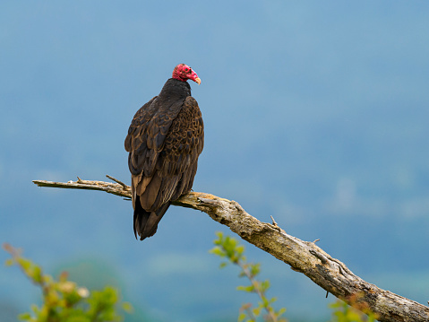 A turkey vulture on a tree snag. Is a very common bird in North America. Has a blue sky background. Also called turkey buzzard or buzzard.