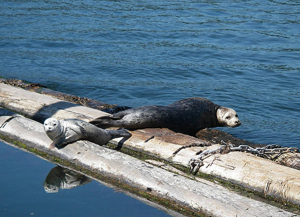 Harbour Seal with baby stock photo