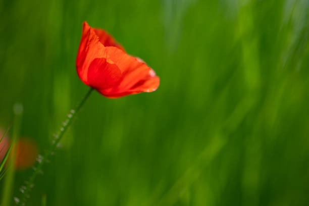 Poppy flower close-up frame. Stock photo