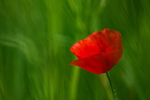 Poppy flower close-up frame. Stock photo