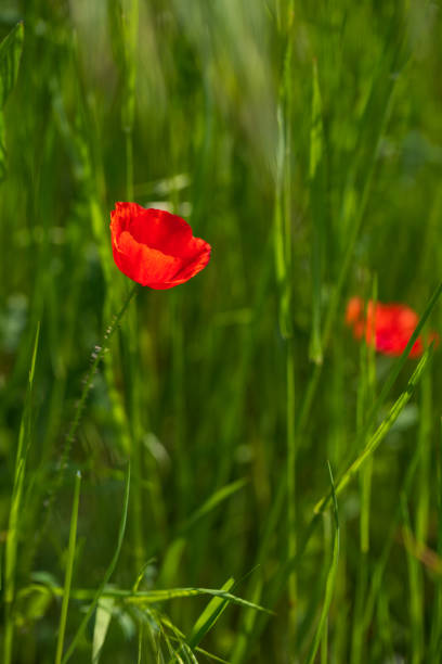 istock Poppy stock photo 1399851552