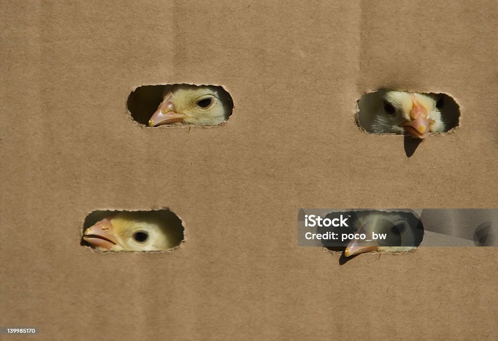 Pollito en la caja - Foto de stock de Agarrar libre de derechos