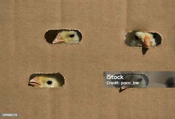 Pollito En La Caja Foto de stock y más banco de imágenes de Agarrar - Agarrar, Agricultura, Ala de animal