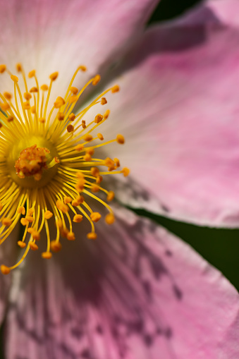 Close-Up of Blooming Hip Rose - Rosa Canina