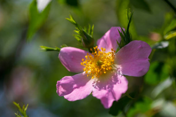 Close-Up of Blooming Hip Rose - Rosa Canina