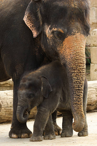 avec bébé éléphant - elephant protection animal mother photos et images de collection