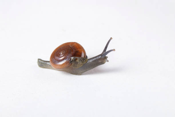 istock studio shoot of beautiful garden snail 1399852537