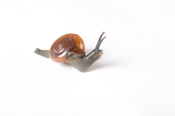 Snail was unharmed and release again in garden which was it`s natural home