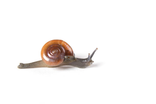 Snail was unharmed and release again in garden which was it`s natural home