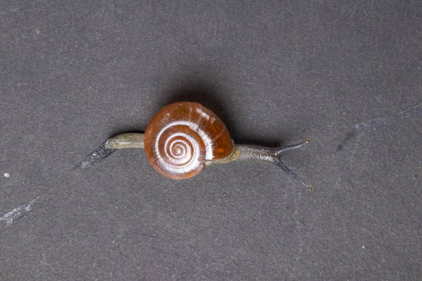 Snail was unharmed and release again in garden which was it`s natural home