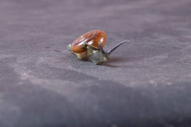 The spanish slug, Arion vulgaris, foraging in the garden on a leaf of lettuce. Snails can be a devastating plague in agriculture and the vegetable garden.