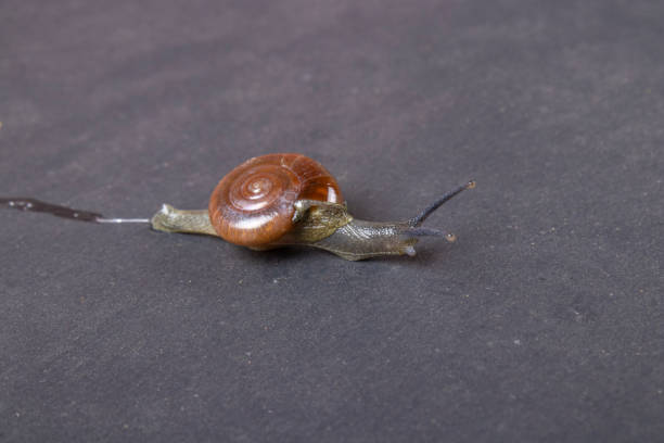 istock studio shoot of beautiful garden snail 1399852631
