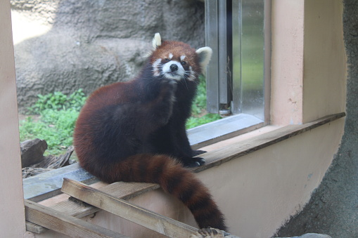 Red panda, or lesser panda, cleaning itself