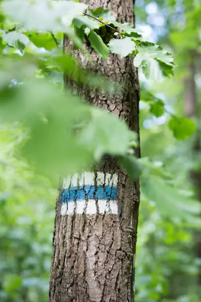 Photo of Hiking trail marker on a tree in forest.