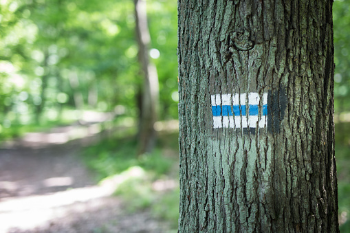Hiking trail marker on a tree in Las Wolski forest in Krakow. Poland. No people. Close shot.