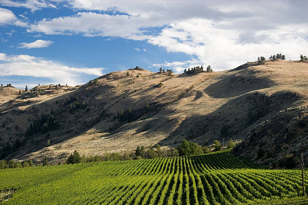 Desert Vignoble - Photo