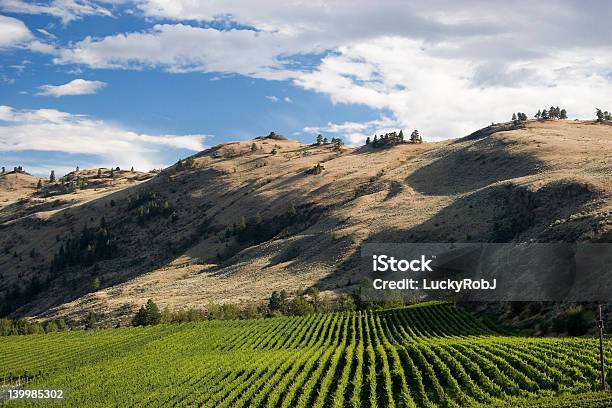 Deserto Vinha - Fotografias de stock e mais imagens de Ajardinado - Ajardinado, Ao Ar Livre, Bebida Alcoólica