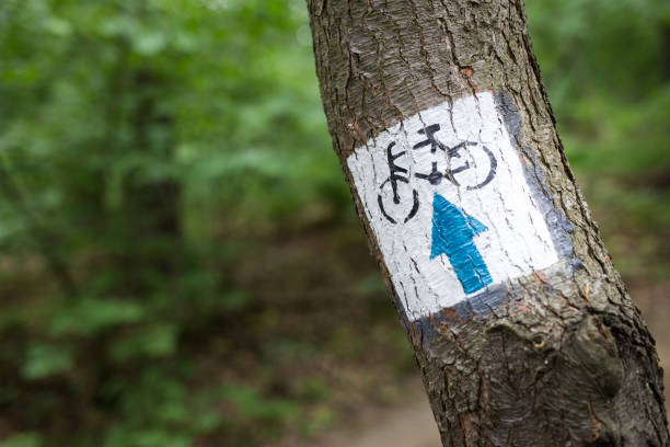 istock Bicycle trail signs painted on the tree in forest 1399853581