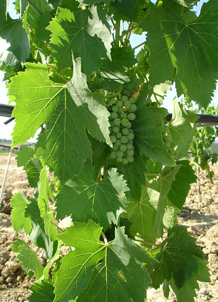 Exuberante Montalcino uvas esperando ser feitas em Brunello - foto de acervo