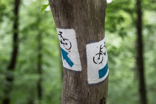 istock Bicycle trail signs painted on the tree in forest 1399854415