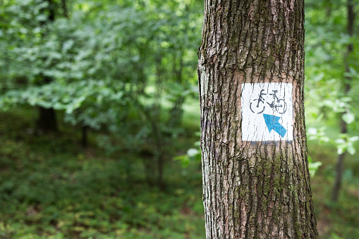 Bicycle trail signs painted on the tree in forest Las Wolski in Krakow. Poland. No people. Close shot.