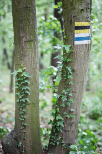 istock Hiking trail marker on a tree in forest. 1399854531